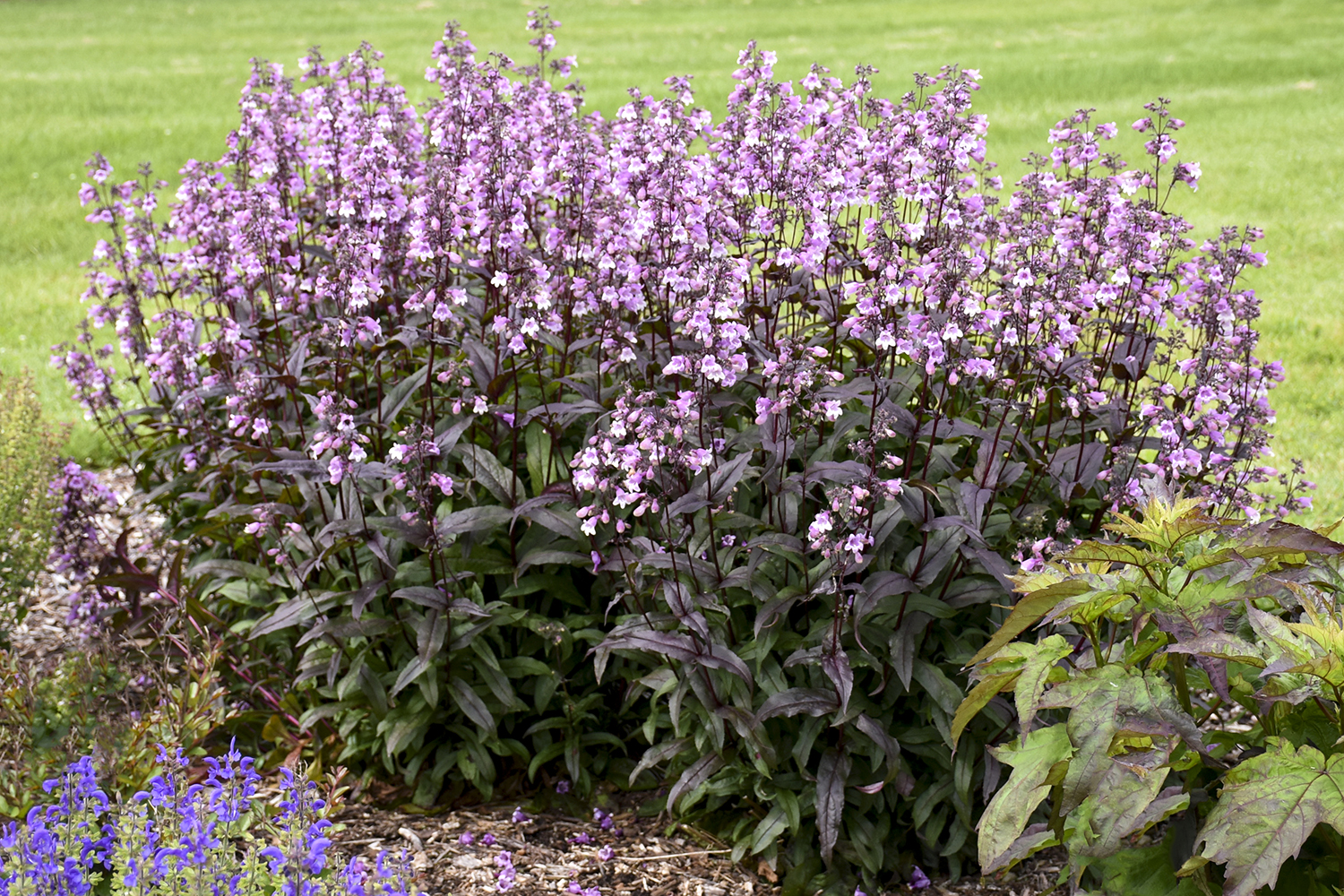 Penstemon
